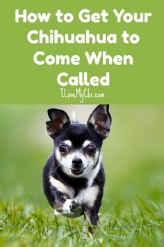 a small dog running in the grass with text overlay how to get your chihuahua to come when called