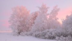 the trees are covered in snow and ice as the sun is setting on the horizon