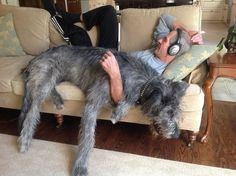 a man laying on top of a couch next to a gray dog with headphones