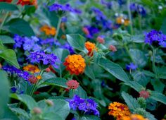 many different colored flowers growing in the grass