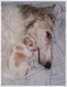 a dog laying on top of a white blanket next to a baby puppy sleeping in it's lap