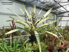 a large plant in a pot inside of a building with lots of plants around it