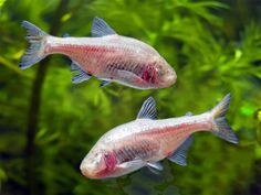 two red and white fish swimming in an aquarium with green plants behind them on the water surface