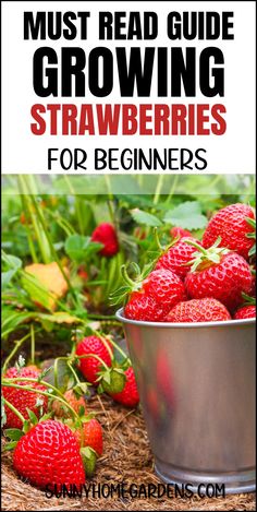 strawberries in a bucket with the title must read guide growing strawberries for beginners