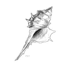 a black and white drawing of a sea shell