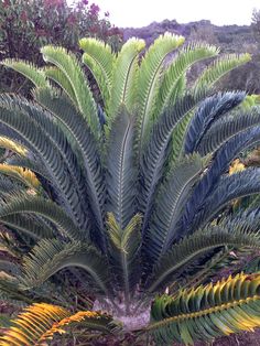 a large green plant with yellow leaves