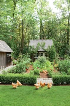 chickens are walking around in the grass near a small house and garden area with a shed