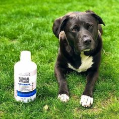 a black and white dog laying in the grass next to a bottle of natural vitamins