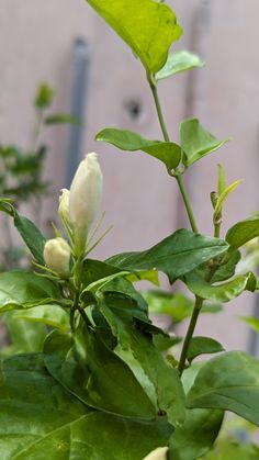 a close up of a flower on a plant with leaves in front of a building