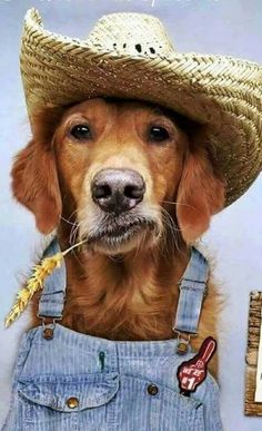 a dog wearing a cowboy hat and overalls with his tongue sticking out to the side