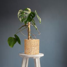 a potted plant sitting on top of a white stool next to a gray wall