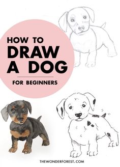 how to draw a dog for beginners