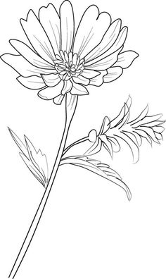 minimalist aster flower tattoo, black aster tattoo, small black aster tattoo, aster flower drawing, aster flower drawing tattoo, drawing aster September flower tattoo Aster Flower Tattoo Minimalist, Aster Flower Tattoo September, Aster Illustration, Aster Flower Drawing, September Flower Tattoo, Flower Drawing Tattoo, Flower Tattoo Black