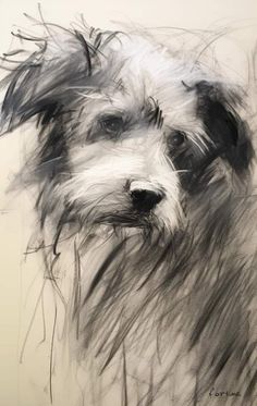 a black and white drawing of a dog's face with hair blowing in the wind