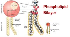 the structure of a phospholiid bilayer is shown in this diagram