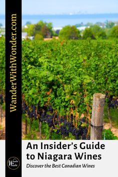 an insider's guide to niagara wines