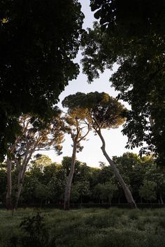 two tall trees standing in the middle of a lush green field