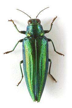 a green and blue beetle sitting on top of a white wall