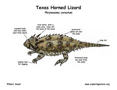 a diagram of the texas horned lizard