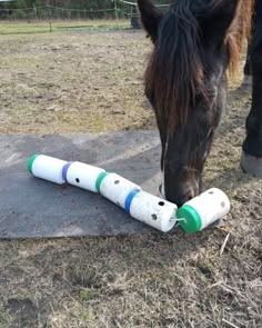 a brown horse eating grass next to a white and green tube on top of a mat