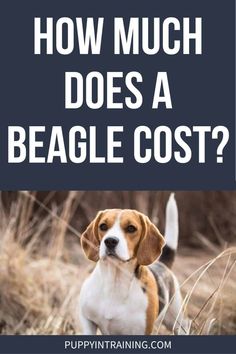 a beagle dog standing in tall grass with the words how much does a beagle cost?