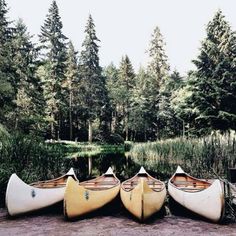 three canoes sitting on the shore of a lake in front of some tall trees