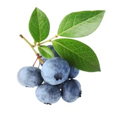 blueberries with leaves on white background