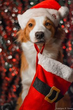 a brown and white dog wearing a santa hat with his tongue hanging from it's mouth