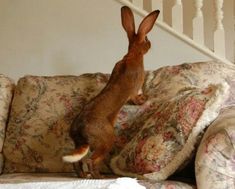 a rabbit jumping up on its hind legs to reach the top of a floral couch