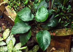 some green plants are in a pot on the ground