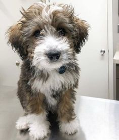 a shaggy dog sitting on top of a counter next to a sink in a bathroom