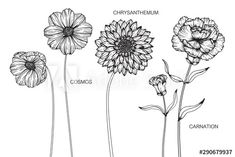 the different types of flowers in black and white, including daisies, cornflowers, chrysanthemum, carnation