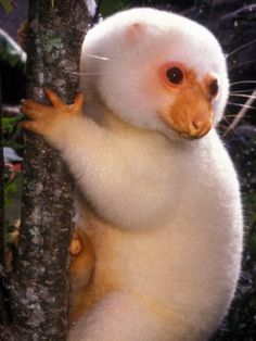 a white and brown animal standing on its hind legs next to a tree with it's trunk