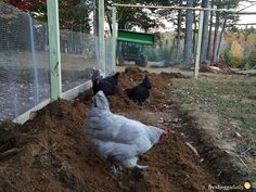 two chickens are standing in the dirt near a fence