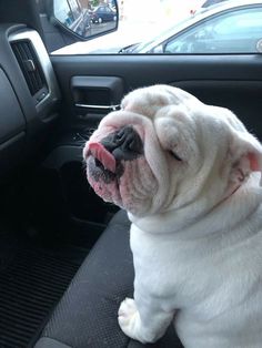 a small white dog sitting in the back seat of a car with its tongue hanging out