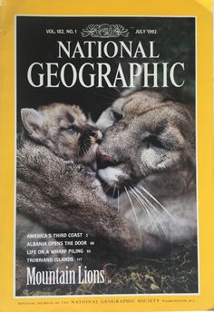 the front cover of national geographic magazine featuring two mountain lions kissing each other