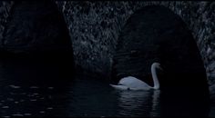 a white swan floating in the water next to a stone bridge at night with light reflecting on it's surface