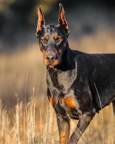 a black and brown dog standing on top of a dry grass field