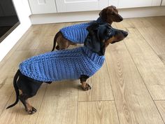 a dog wearing a blue sweater standing on the floor