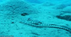 a fish that is laying down on the ocean floor with its head in the sand