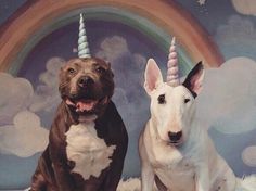 two dogs sitting next to each other in front of a rainbow with clouds and stars