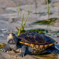 a turtle sitting on top of a sandy beach next to grass and water with plants growing out of it's back end