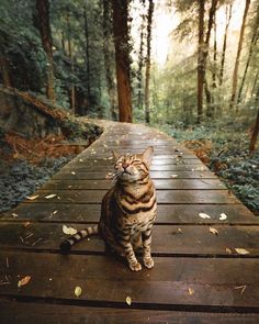 a cat sitting on a wooden walkway in the woods