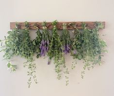 some plants are hanging on a wall