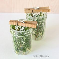 two mason jars filled with plants and clothes pins