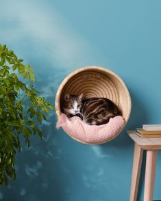 a cat laying in a pink bed next to a potted plant on a table