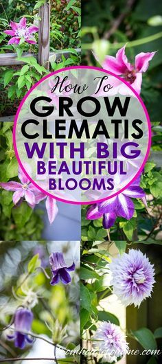 purple flowers with the words how to grow geraniis with beautiful blooms on them