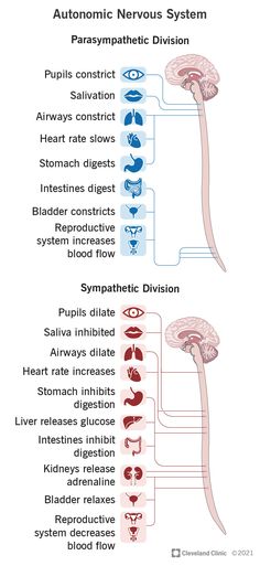 the nervous system and its functions in human body, with text describing how it works