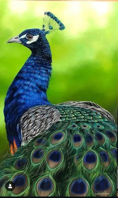 a painting of a peacock with feathers spread out