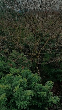 an umbrella sitting on top of a tree next to a forest